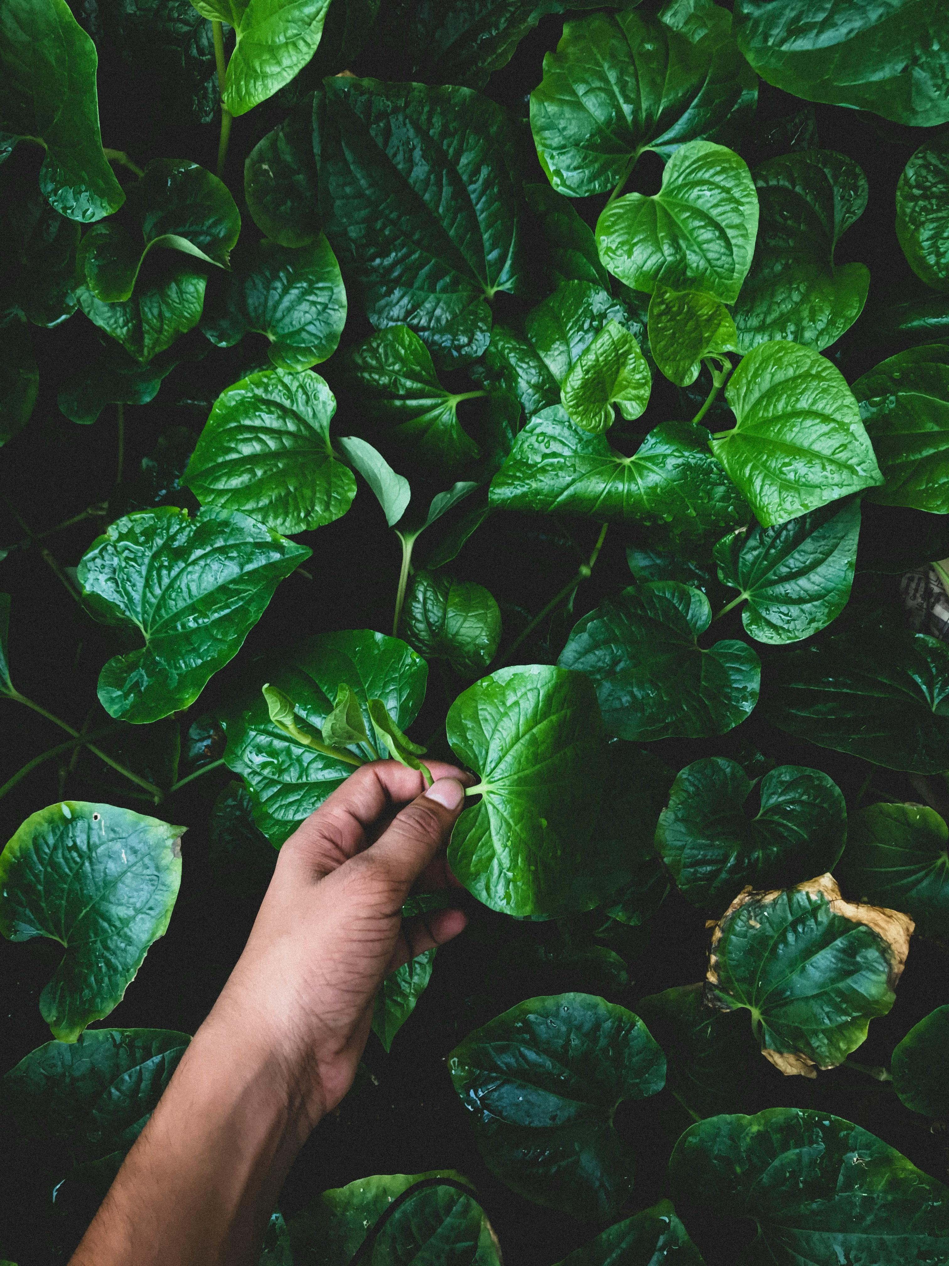 A hand gently holding a vibrant green leaf among dense foliage, depicting growth and nature.