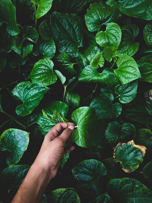 A hand gently holding a vibrant green leaf among dense foliage, depicting growth and nature.