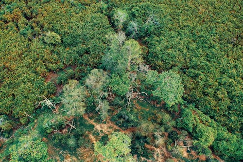 Free Aerial Photo Of Green Trees Stock Photo