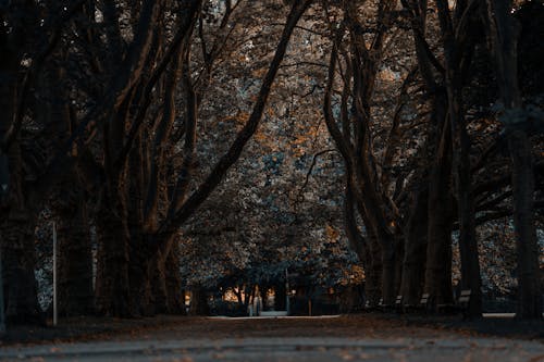 Asphalt Road In Between Trees