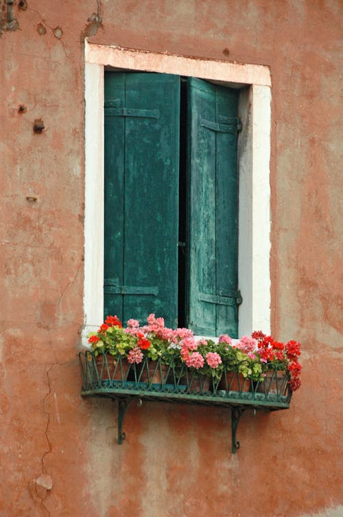 Potted Flowering Plants on a Wooden Window 