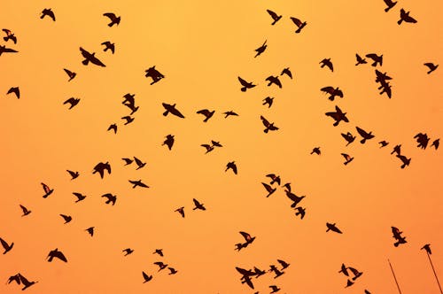 Flock of Birds Flying Under Golden Sky