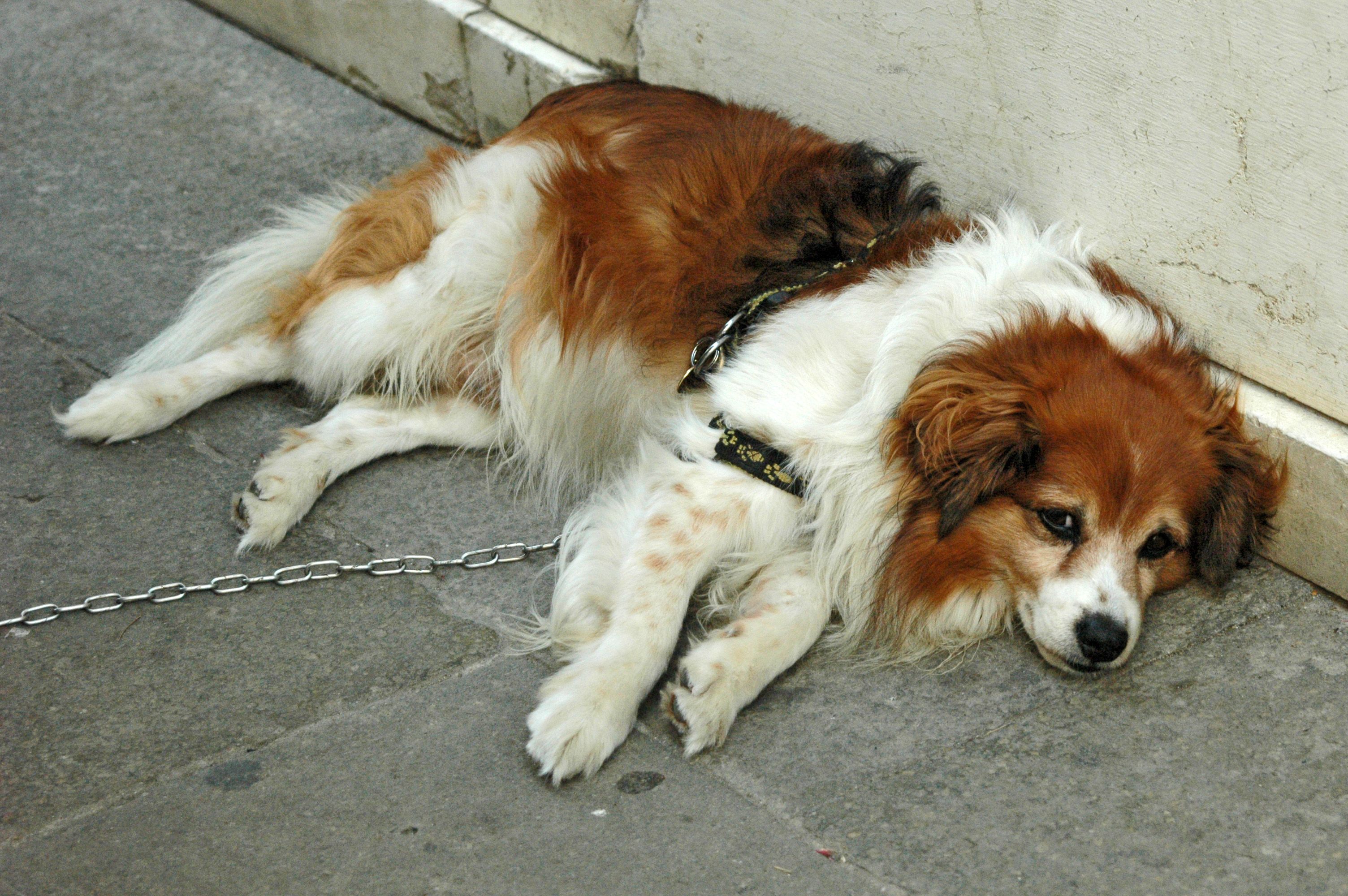 Decode Your Dog's Body Language: Safety Guide for 2026
