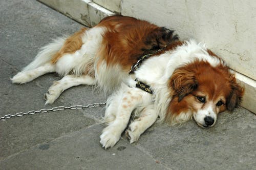 A Cute Dog Lying on the Floor