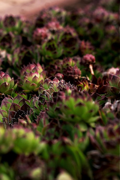 คลังภาพถ่ายฟรี ของ angiosperms, crassulaceae, houseleeks