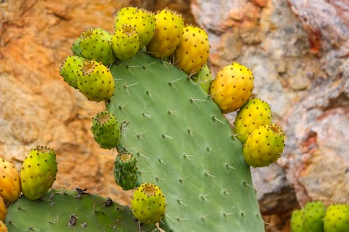 Free Green Cactus Plant in Close Up Photography Stock Photo