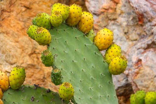 Green Cactus Plant in Close-Up Photography