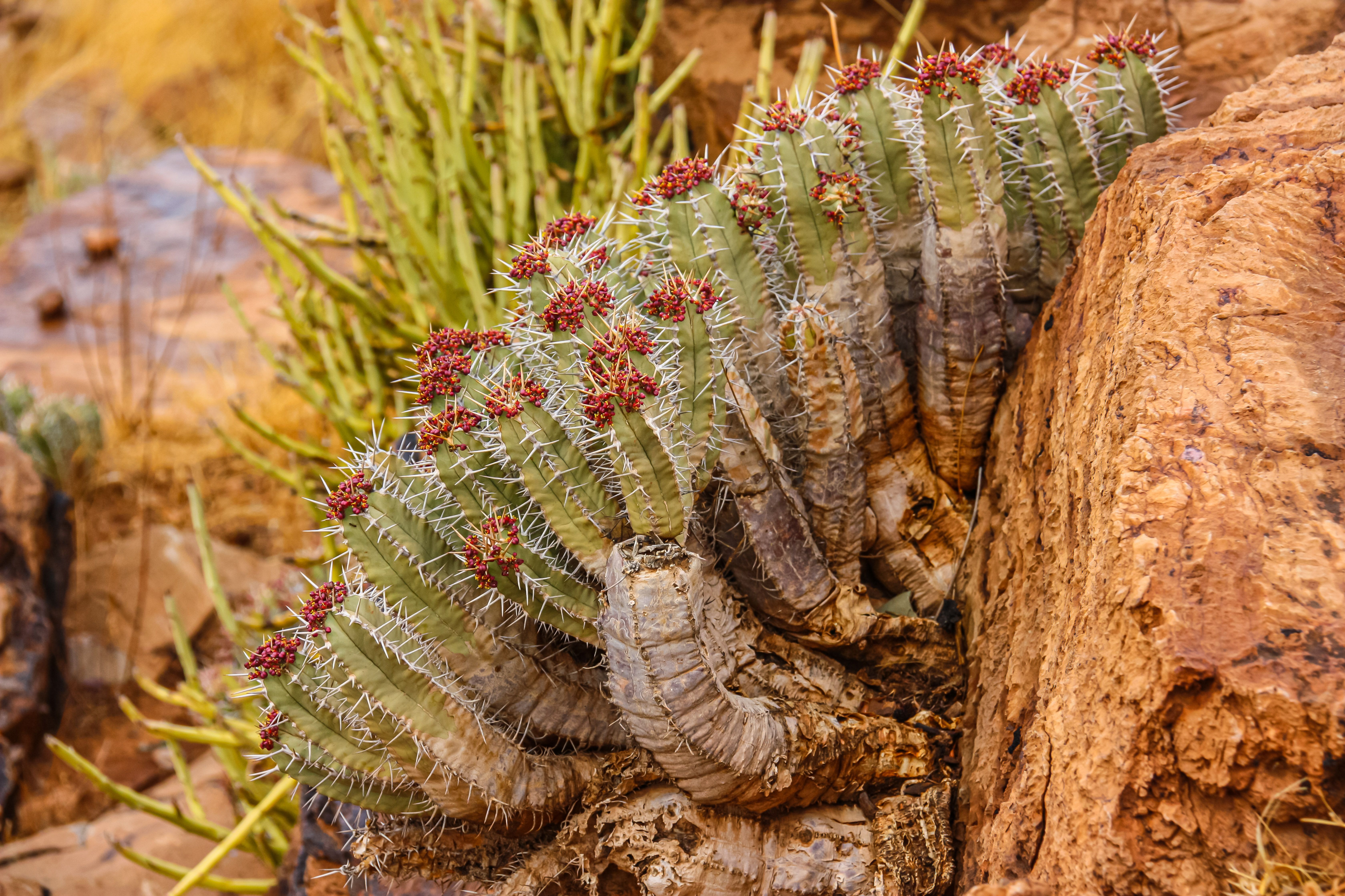 Detailed close-up of a cactus with red blooms amidst desert rocks. Ideal for nature and botanical themes.