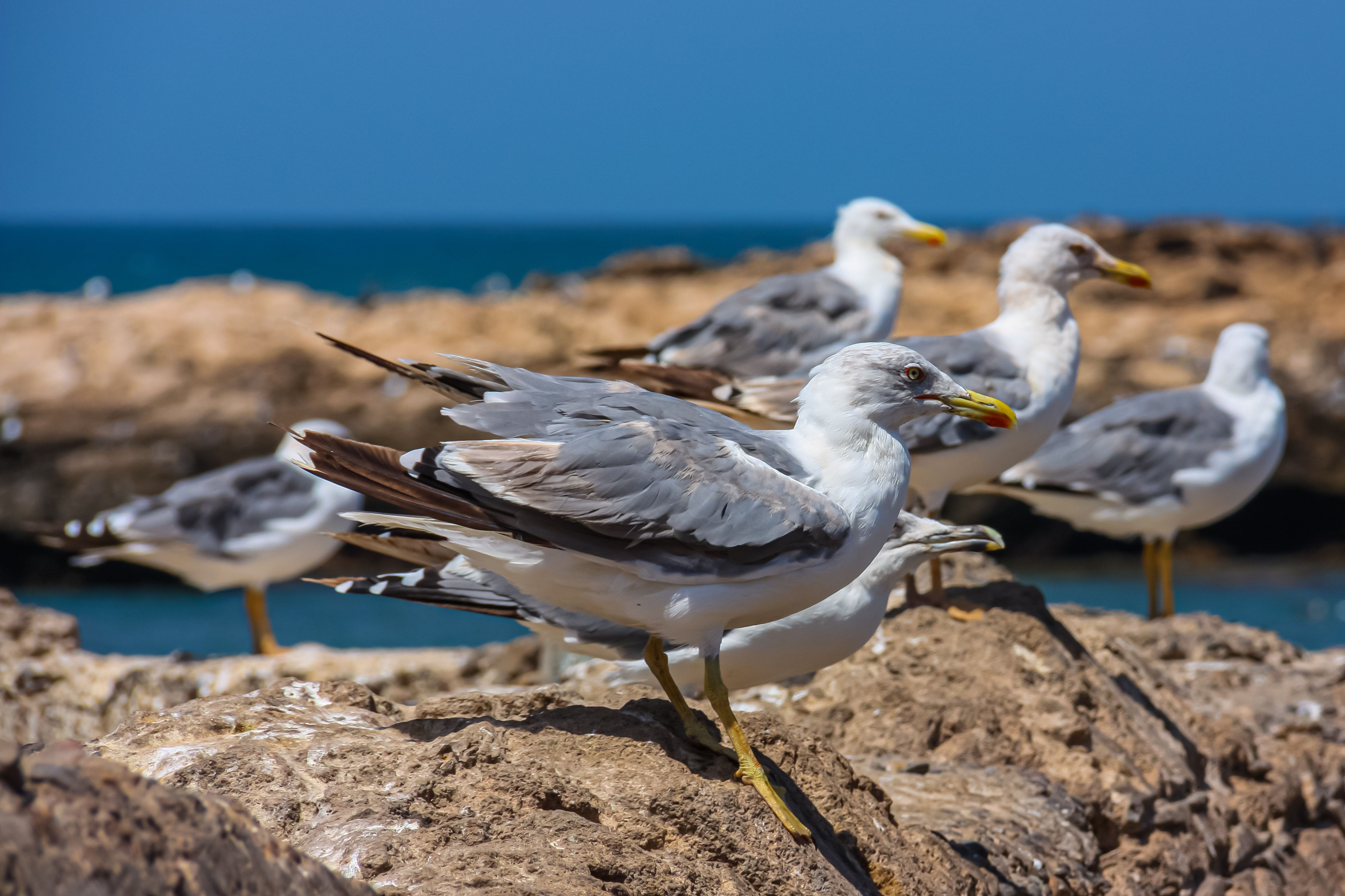 Souss-Massa i ptaki