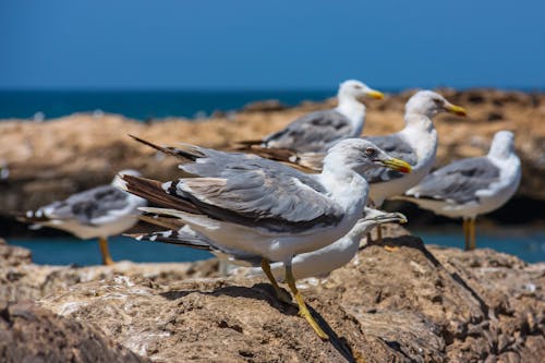 White and Gray Birds on Rocks