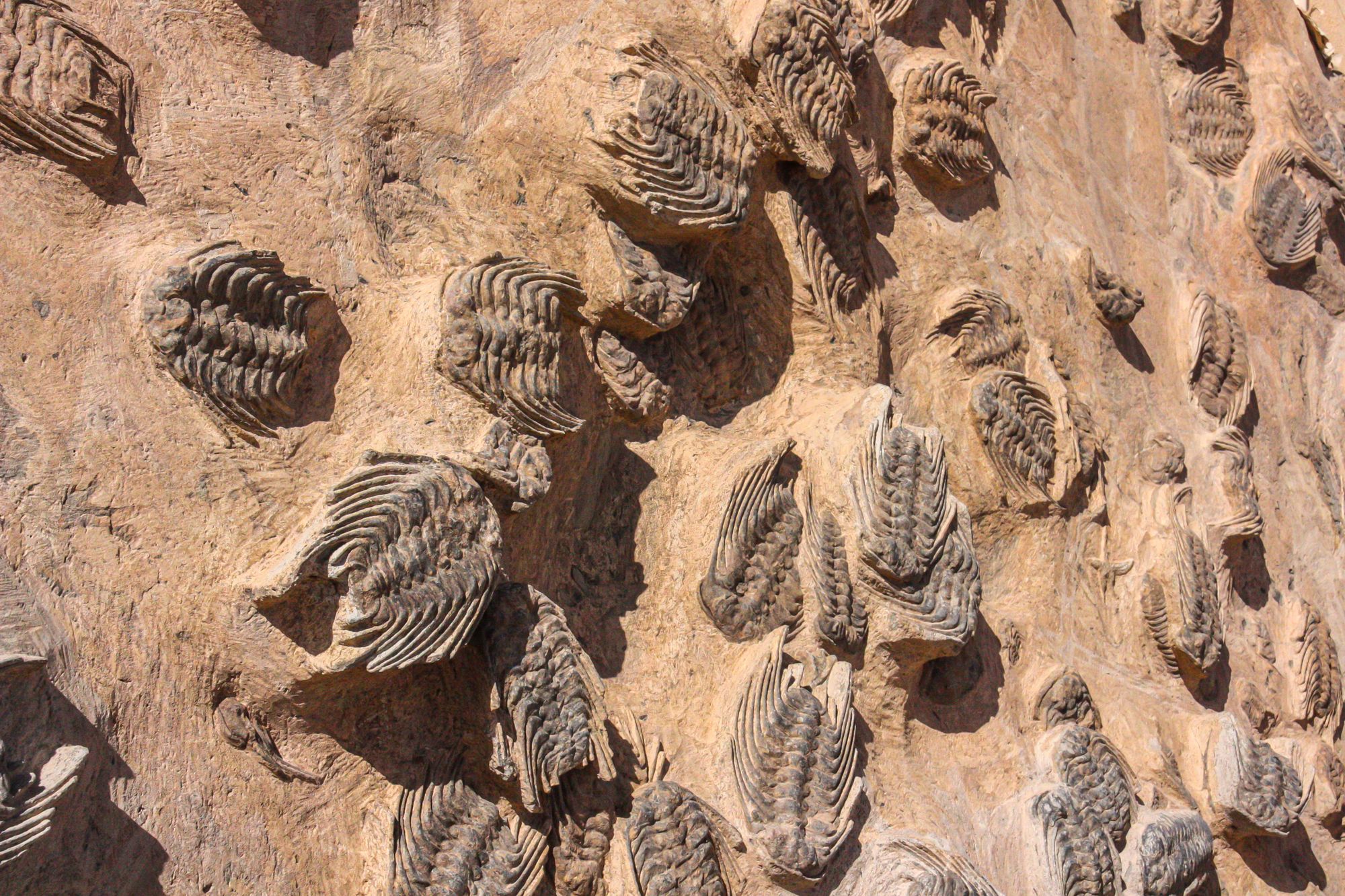Close-up view of trilobite fossils on a rocky surface, showcasing ancient marine life.
