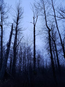 A tranquil scene of bare trees in a forest under a clear twilight sky, capturing nature's calm.