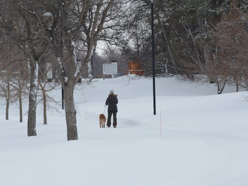 Gratis arkivbilde med canada, hund gåtur, manitoba