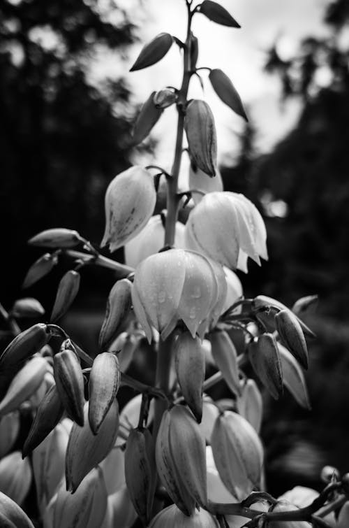 Free Black and White Photo of a Plant Stock Photo