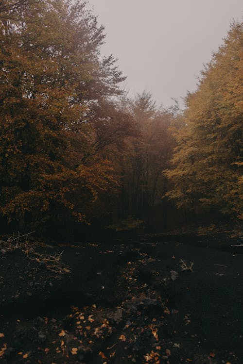 A Trees on a Forest 