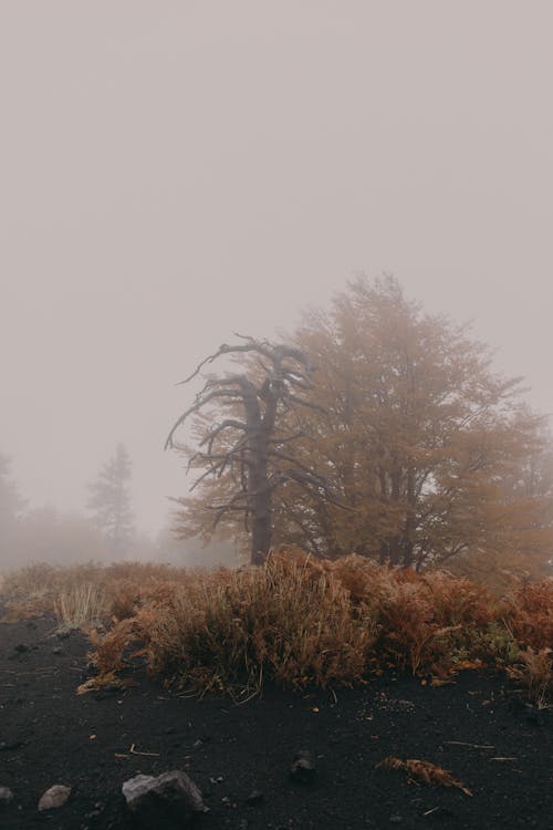 Photograph of Trees and Plants Covered in Fog