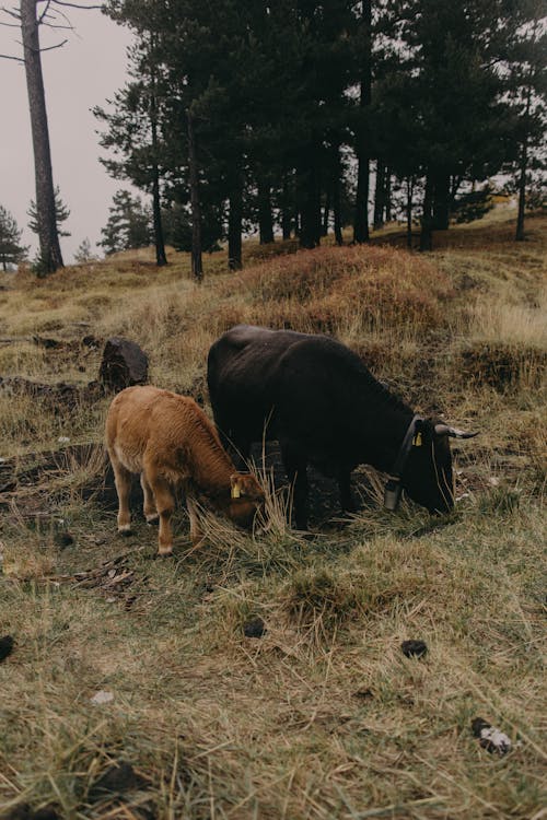 Photograph of Cows Eating Green Grass