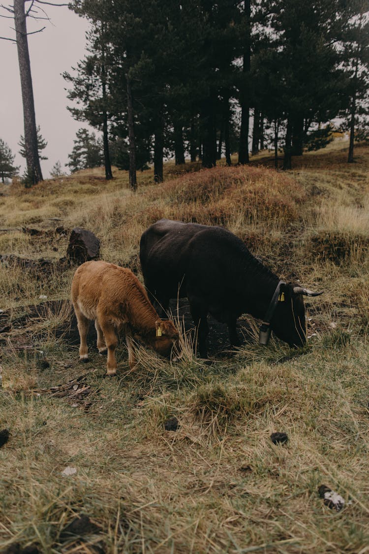 Photograph Of Cows Eating Green Grass