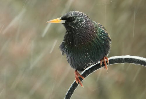 Bird In Rain Photos, Download The BEST Free Bird In Rain Stock Photos & HD Images Bird In Rain Photos, Download The BEST Free Bird In Rain Stock Photos & HD Images