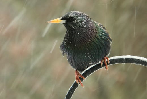 Close-up of a European starling perched on a branch during a rainy day, showcasing its iridescent feathers.