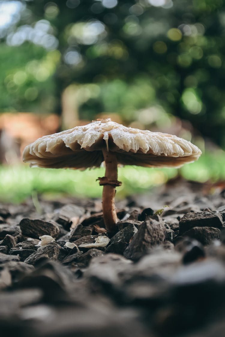 A Mushroom On The Rocky Ground