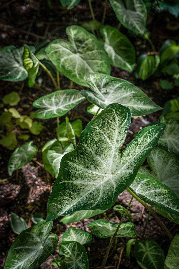 Close Up Of Green Leaves