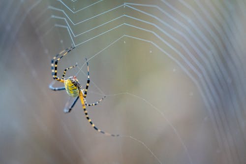 Free A Wasp Spider Spinning a Web Stock Photo