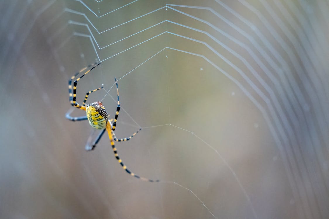 Free A Wasp Spider Spinning a Web Stock Photo