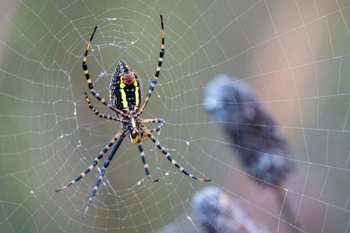 Free Detailed shot of a banded garden spider resting on its intricate web, showcasing nature's artistry. Stock Photo