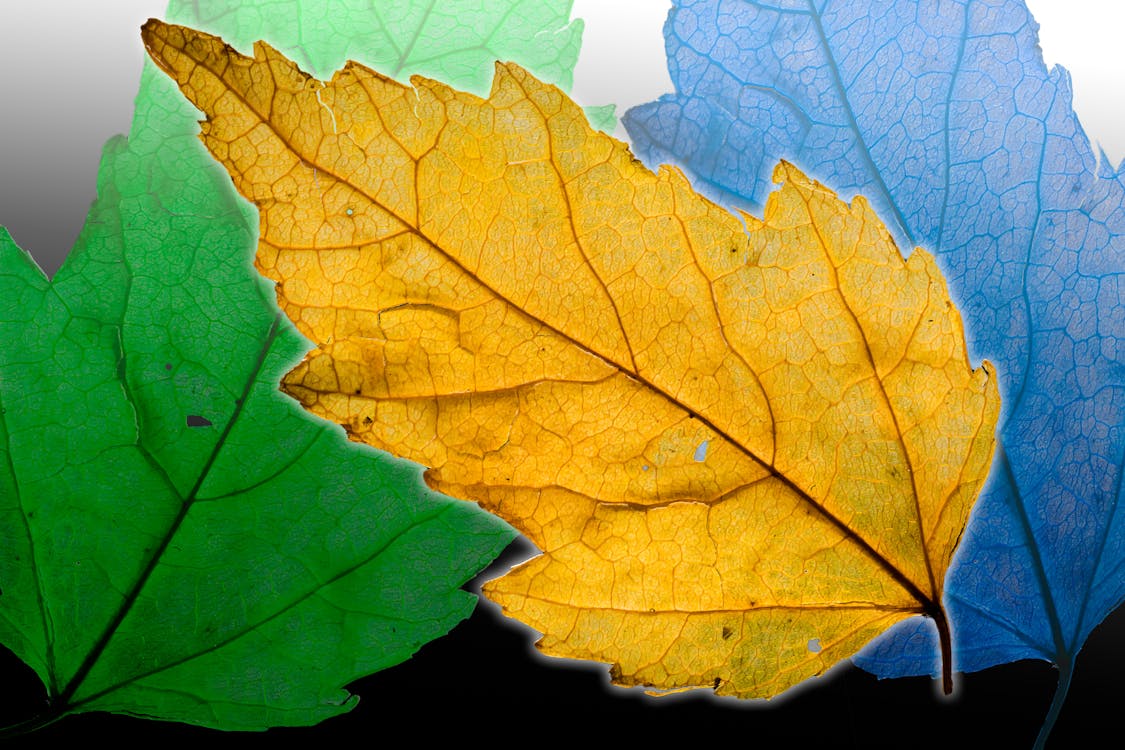 Free stock photo of autumn leaf, multiple exposure Stock Photo