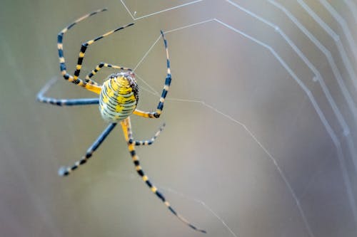 Free Yellow Spider on Web in Close Up Photography Stock Photo