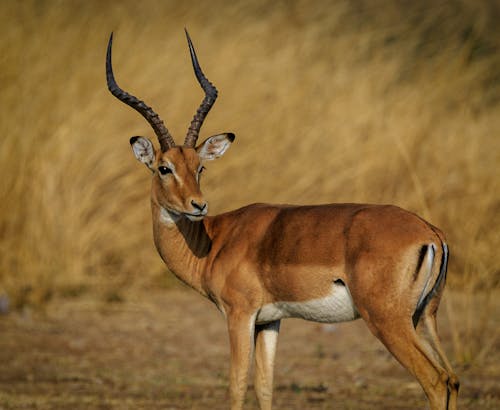 Gratis stockfoto met antilope, beest, dieren in het wild Stockfoto