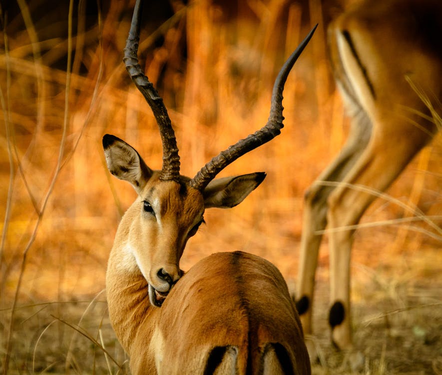 Selective Focus Photography Of Brown Gazelle