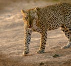 特写镜头展示了豹子在自然栖息地行走时引人注目的图案