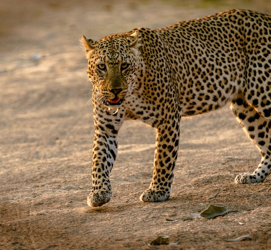 South Luangwa & the walking safari
