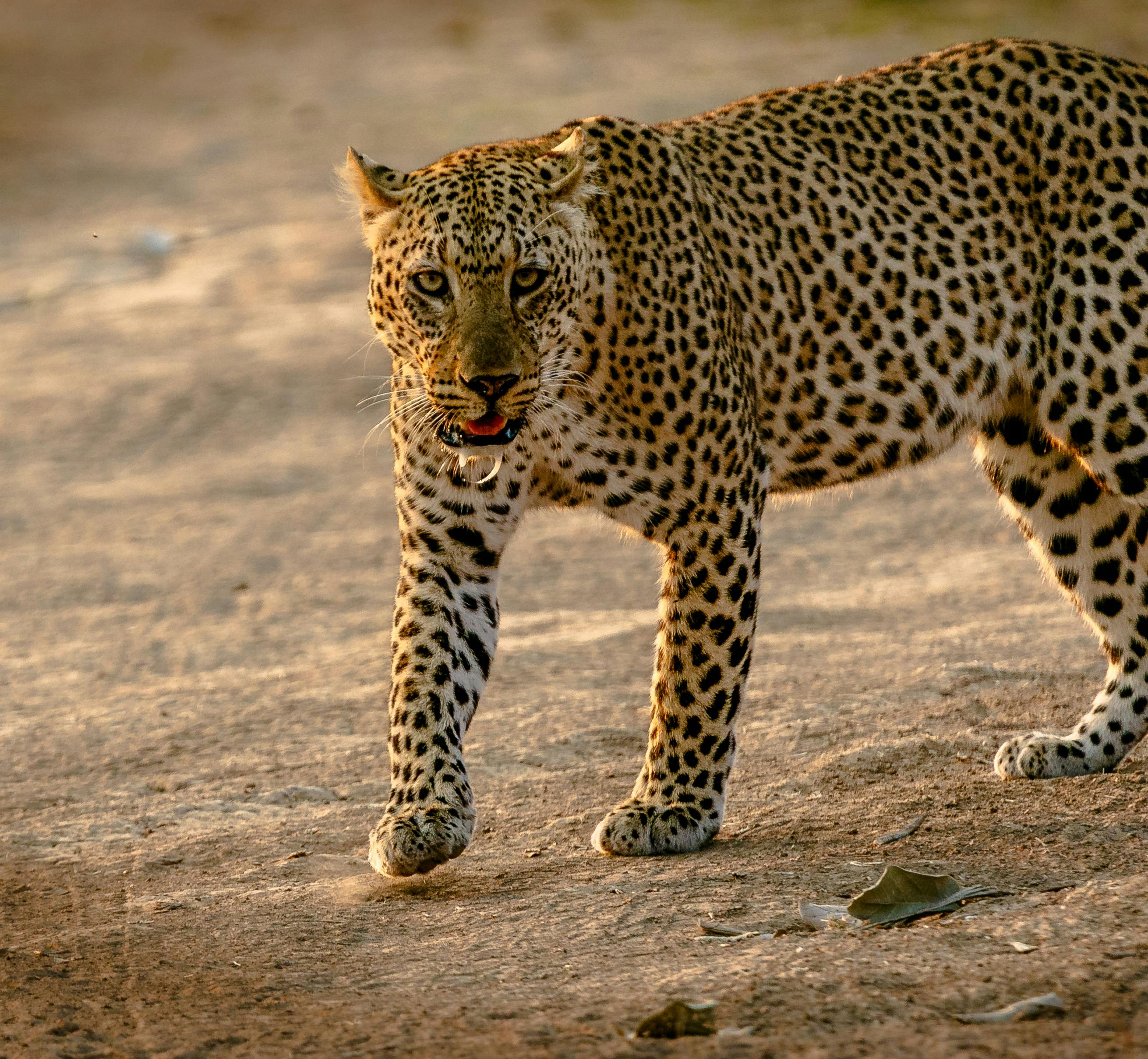 800+ Best Leopard Photos · 100% Free Download · Pexels Stock Photos