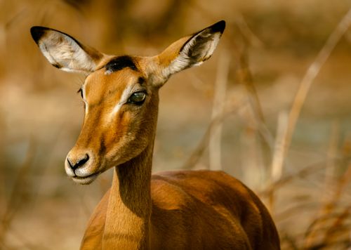 Free A detailed close-up of a wild impala in its natural habitat, showcasing elegant features. Stock Photo