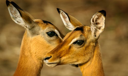 Zdjęcie Two Brown Deers