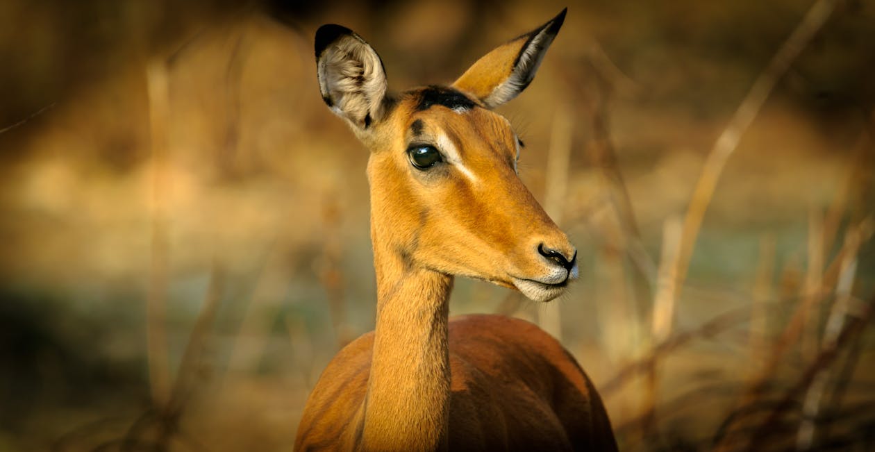 Fotografia Del Primo Piano Di Animali Di Giorno