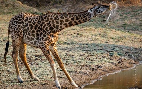 Ücretsiz Zürafa İçme Suyu Stok Fotoğraflar