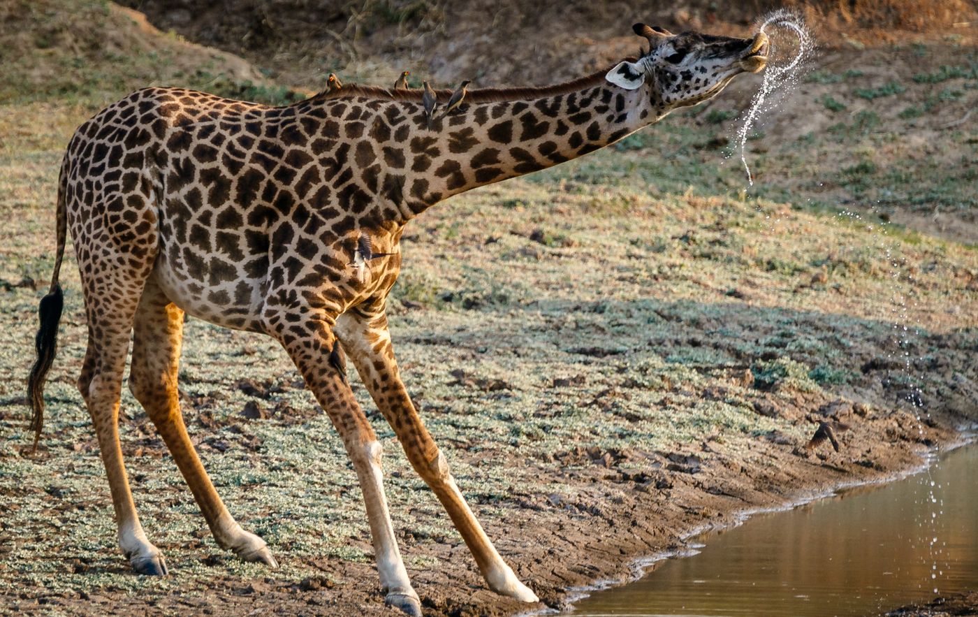 A giraffe bending down to drink at a waterhole in the Zambian savanna, dry grass and scattered trees behind it.