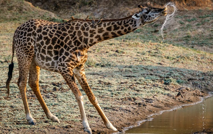 Giraffe Drinking Water