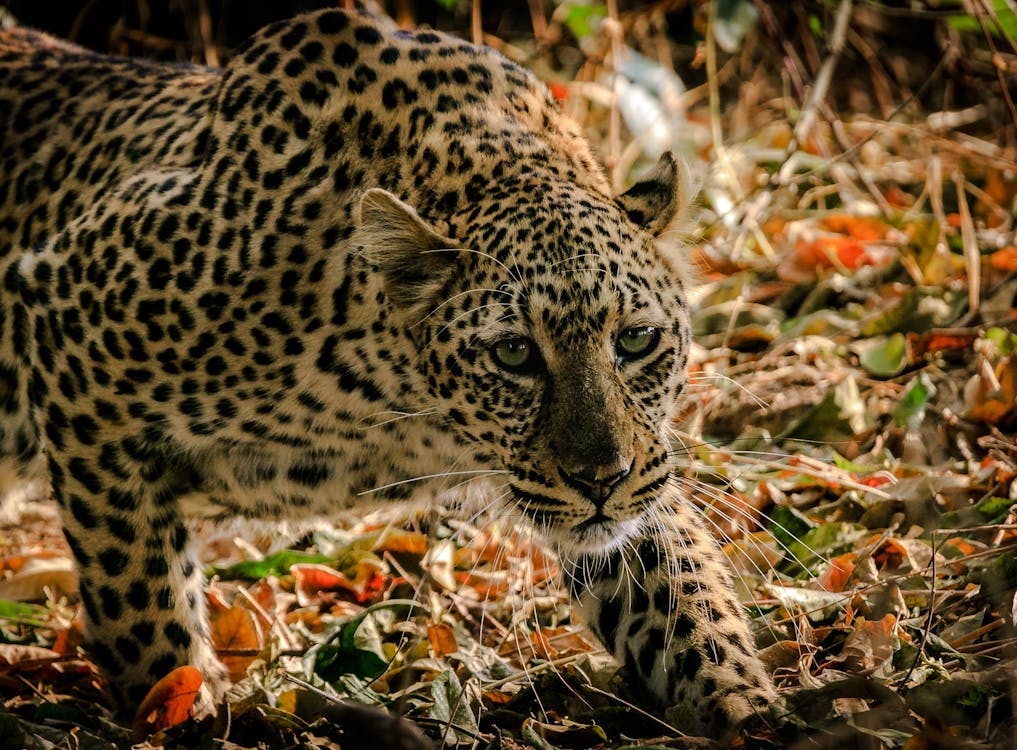 Shallow Focus Photograph Of Leopard