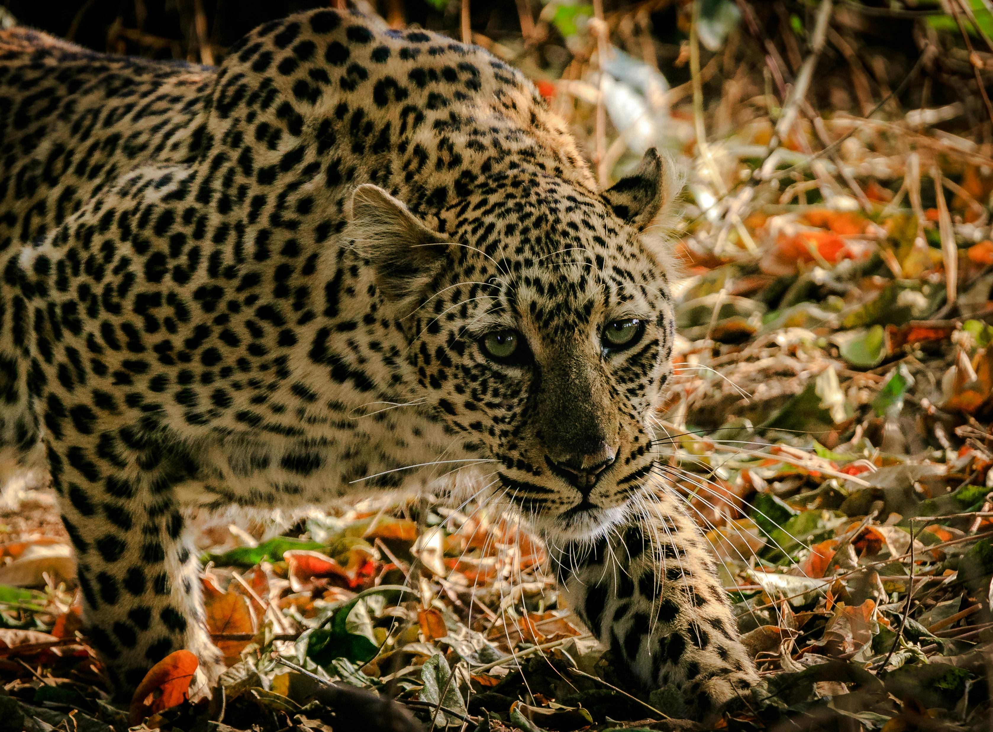 Zambia Photos, Download The BEST Free Zambia Stock Photos & HD Images