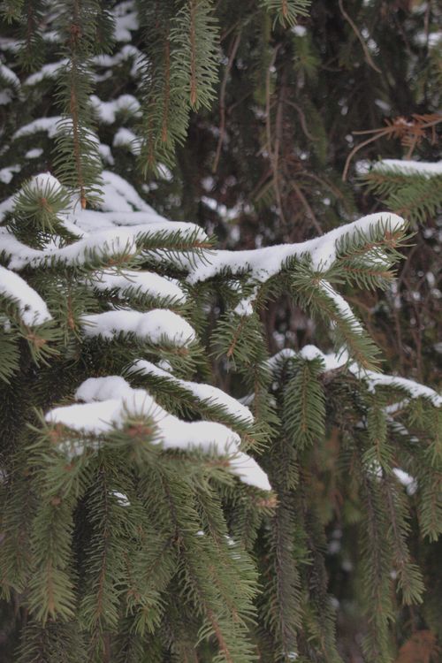 Free Close-up of snow-covered pine tree branches in a winter forest setting. Stock Photo