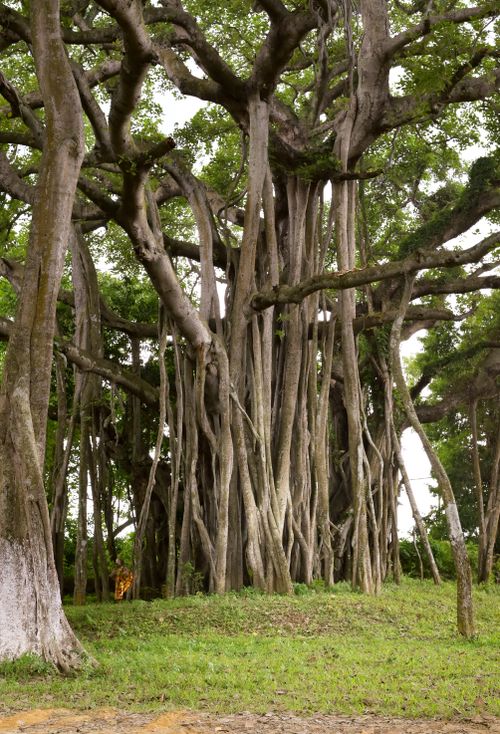 Free Explore the intricate beauty of a banyan tree in the heart of Mumbai's green landscape. Stock Photo