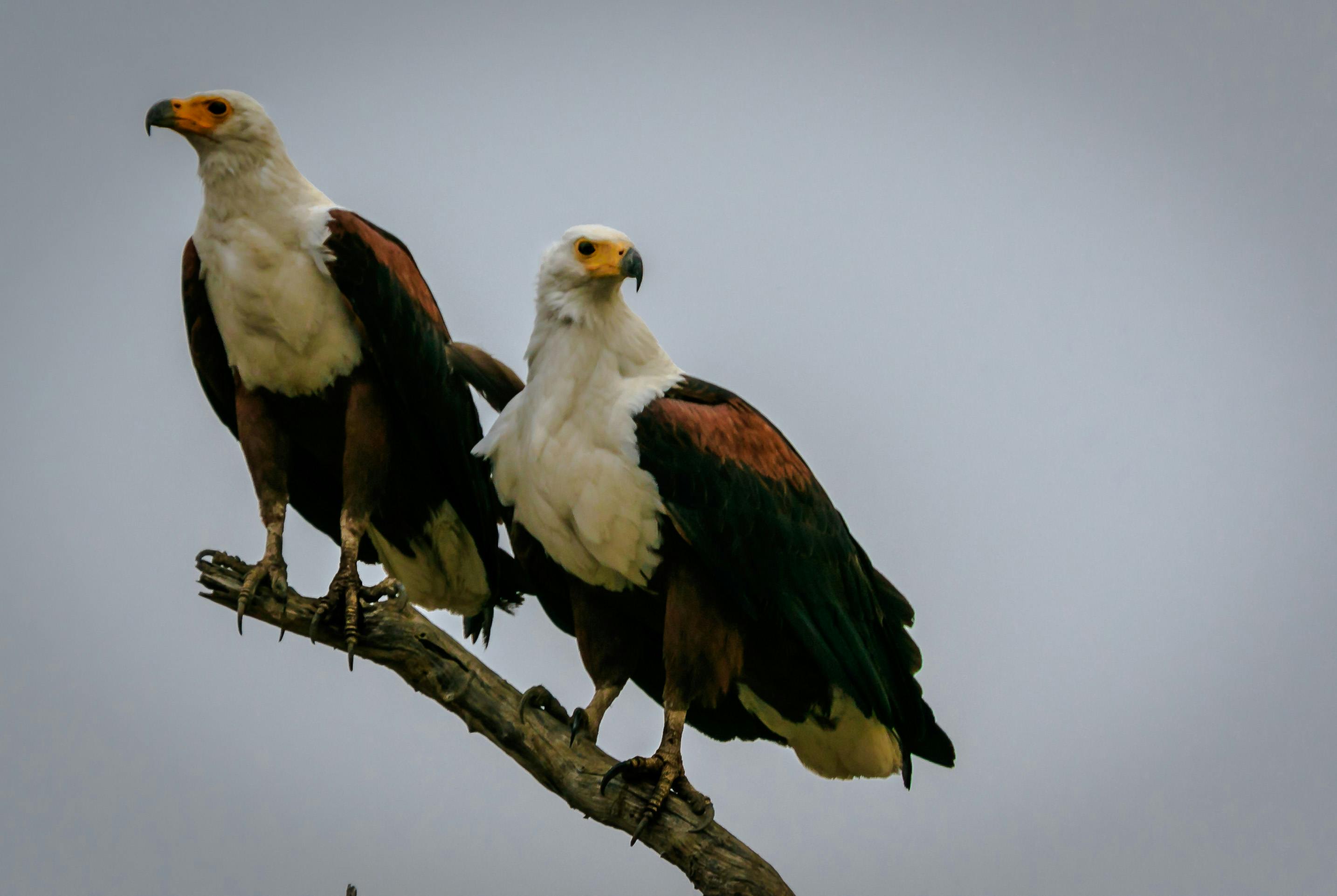 Free stock photo of africa, fish eagle, zambia