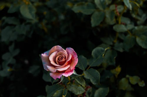 Pink Rose in Bloom