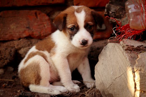 Gratis Immagine gratuita di adorabile, animale domestico, cane Foto a disposizione