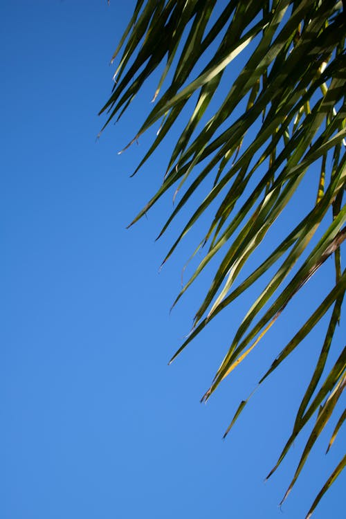 Kostnadsfri bild av himmel, löv, växt